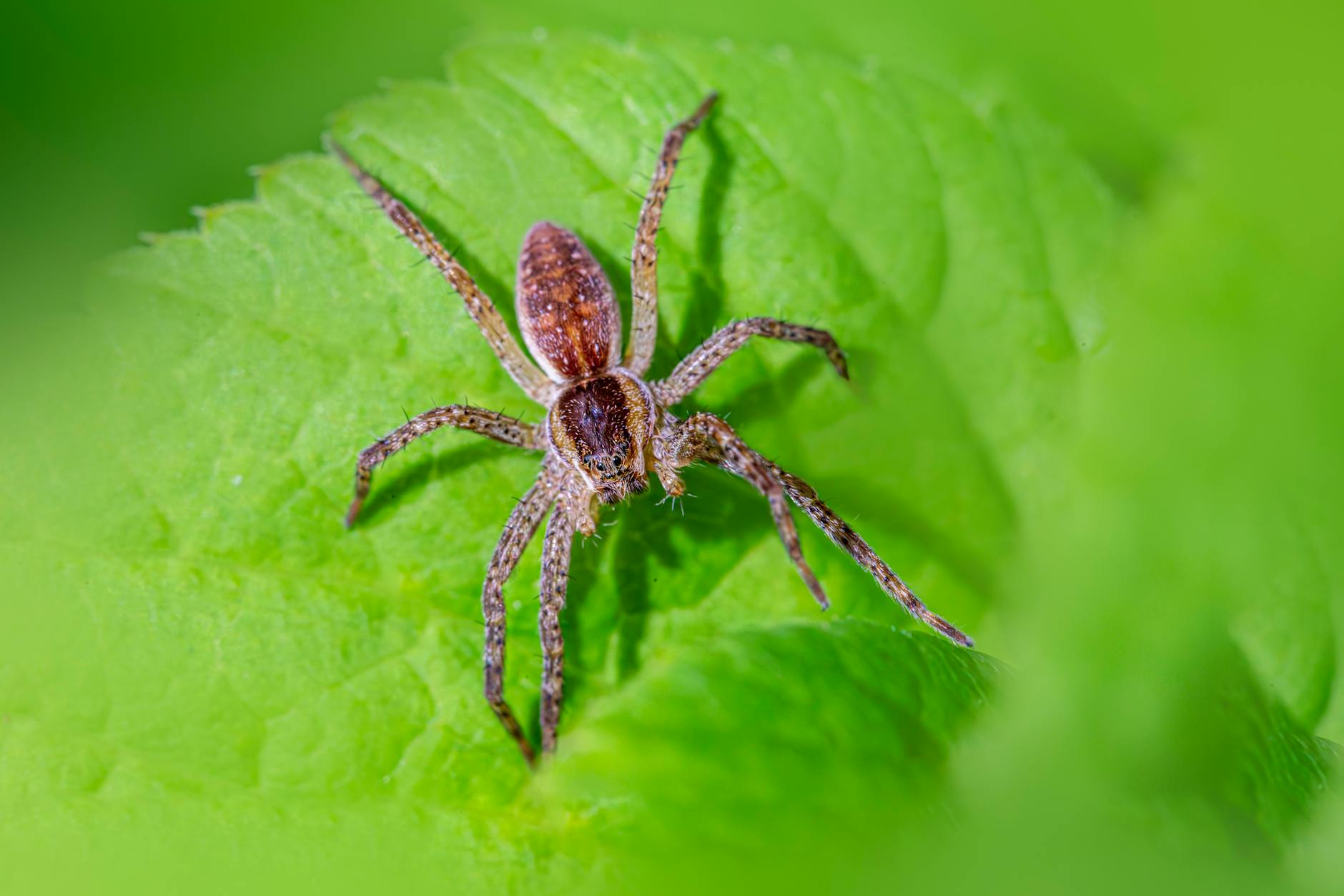 Web Geliştirme Becerilerinizi Online Gelir Kaynağına Dönüştürün: Kanıtlanmış Yöntemler