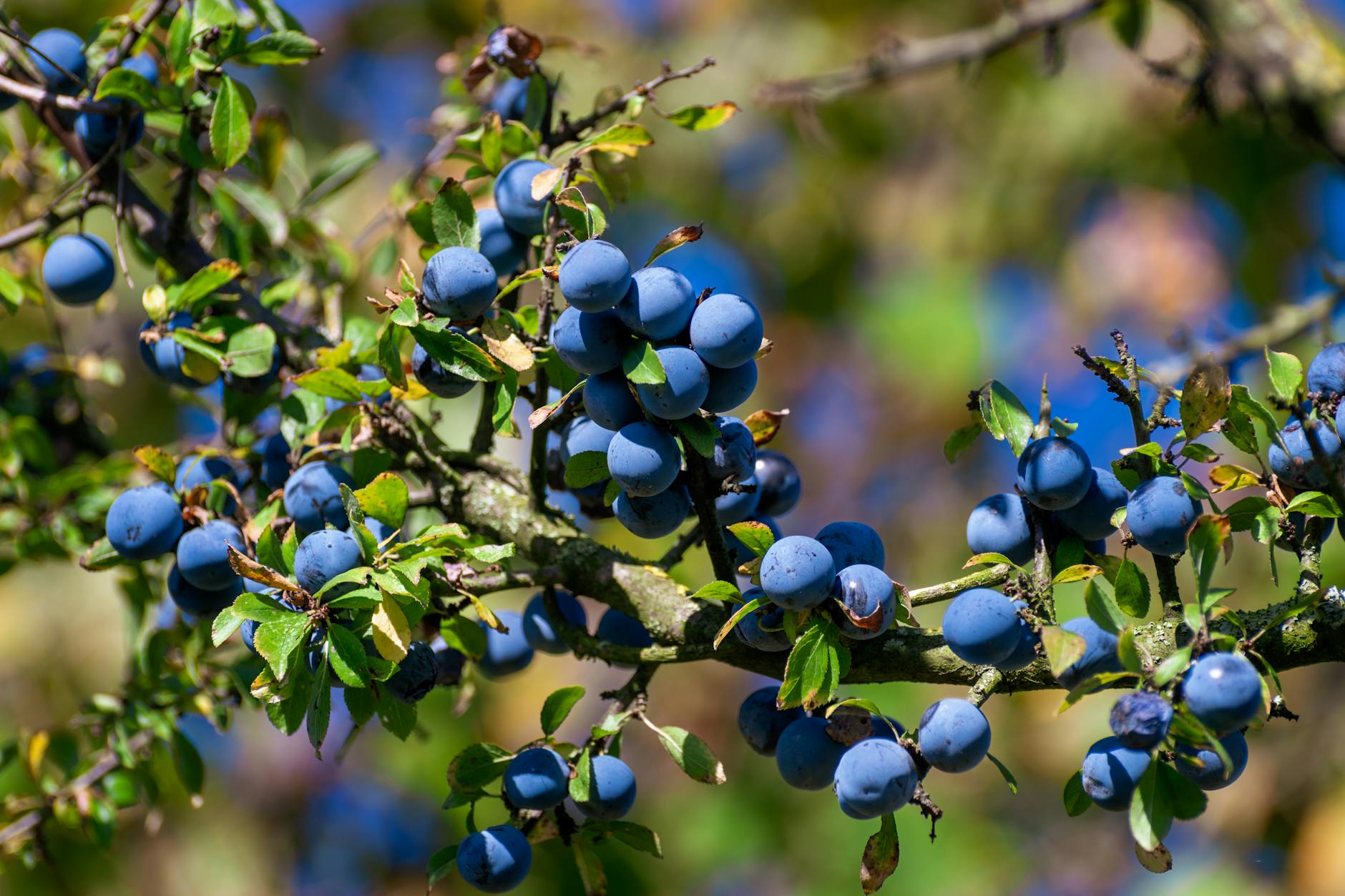 Billion-Dollar Bet on Berries: Elite Investors Fuel $150M Boost for Global Healthy Snacking Giant
