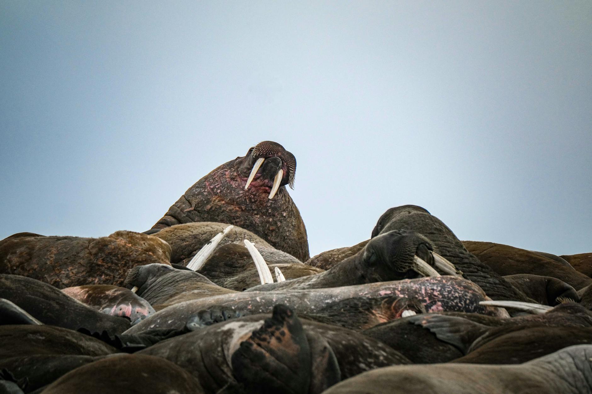 Shocking Truth: How Climate Change is Forcing Whales & Dolphins into Perilous New Migration Paths
